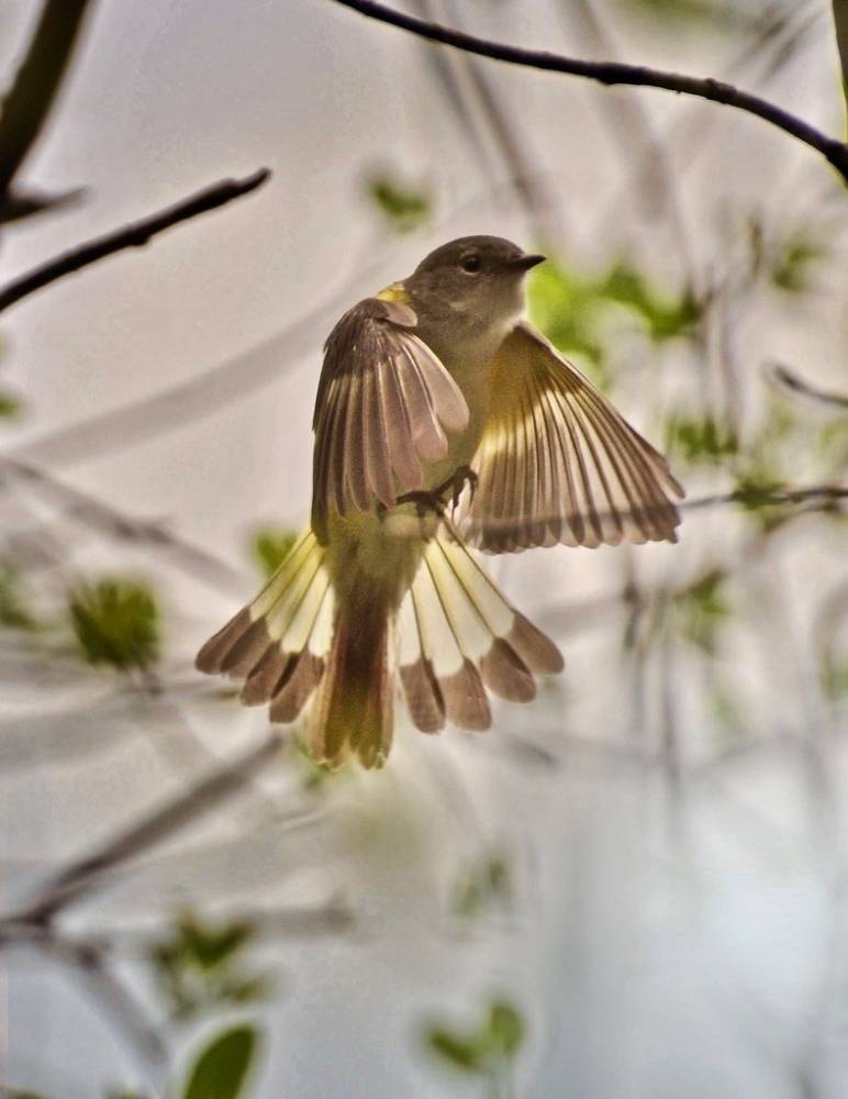 Female American Redstart in flight 05-14-2014 016 by Richard Hurd is licensed under CC BY 2.0